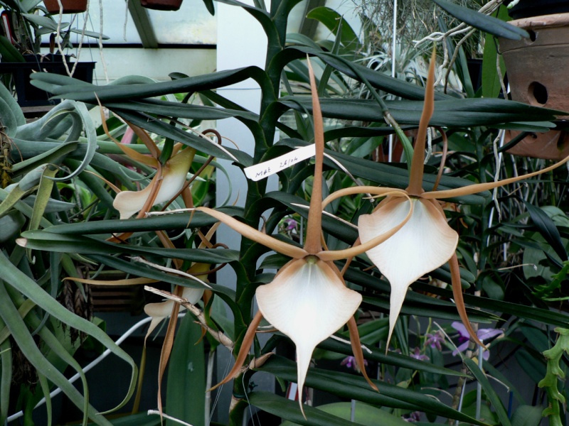 Angraecum viguieri  P1190711