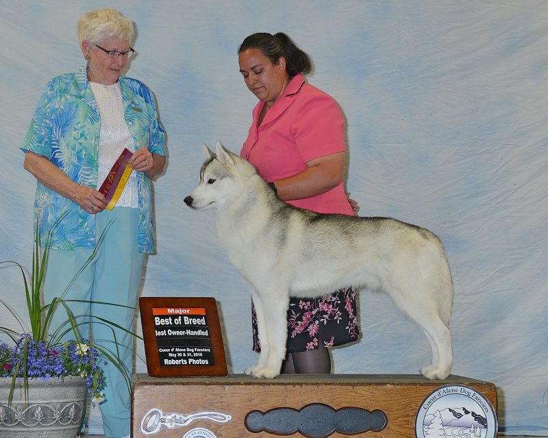 BISS GCH/INT CH Silver Falls Summer Lookout At Keahi *Keegan* - Page 5 Robert10