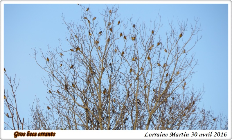 Arbre de Gros becs errants Gros_b16