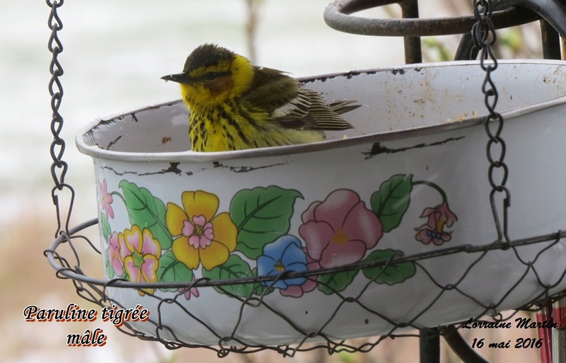 Paruline tigrée mâle et femelle Paruli14