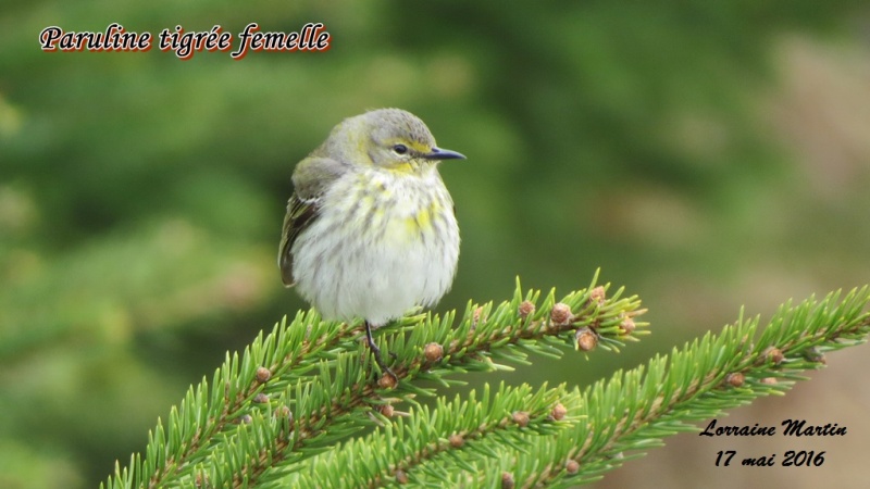 Paruline tigrée mâle Jour Trois Paruli17