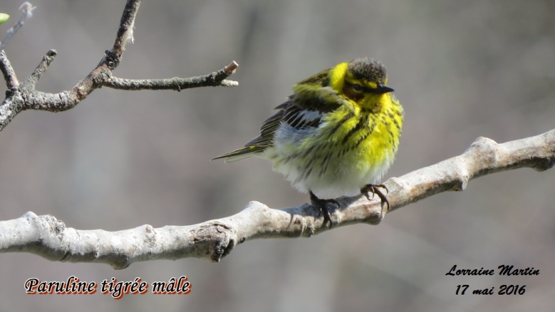 Paruline tigrée mâle Jour Trois Paruli20