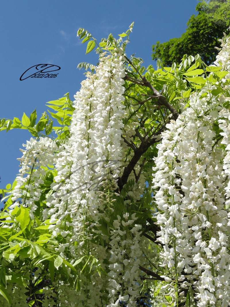 Glycine Wisteria sinensis ou Wisteria floribunda Glycin12