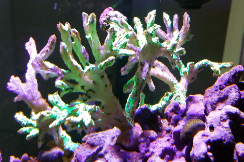 Soucis avec coraux durs Aquari11
