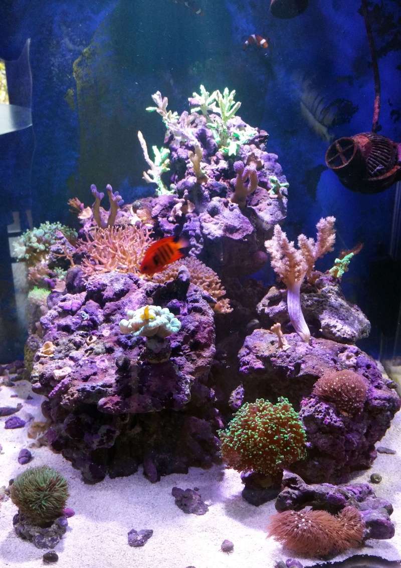 Soucis avec coraux durs Aquari12
