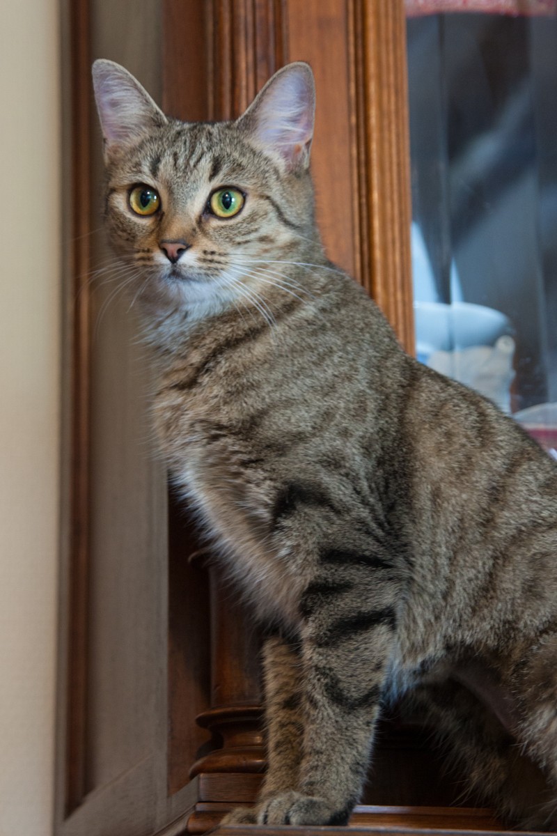 Emma, femelle type européenne tabby née 1er mai 2015  Emma-610