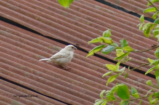 Moineau à identifier...?  Moinea11