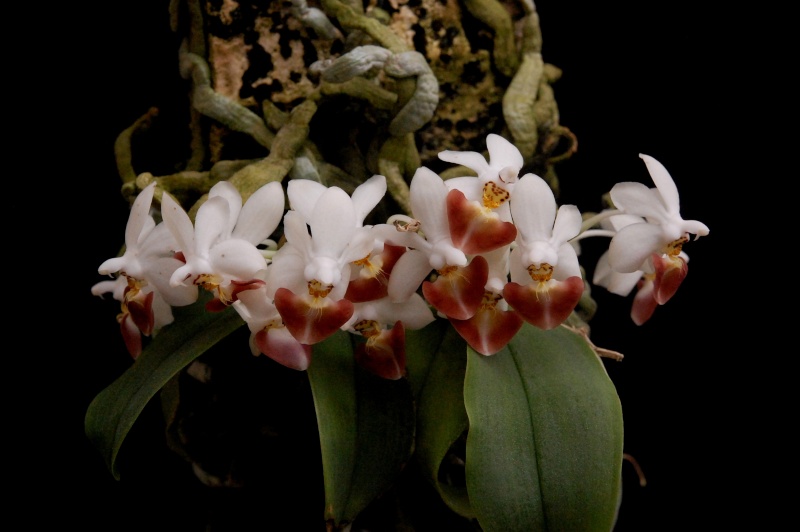 Phalaenopsis parishii 42062410