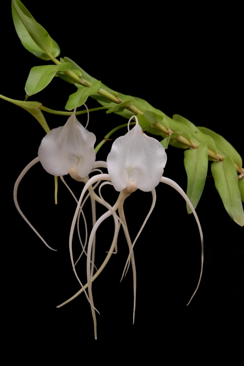 Angraecum germinyanum 50935010