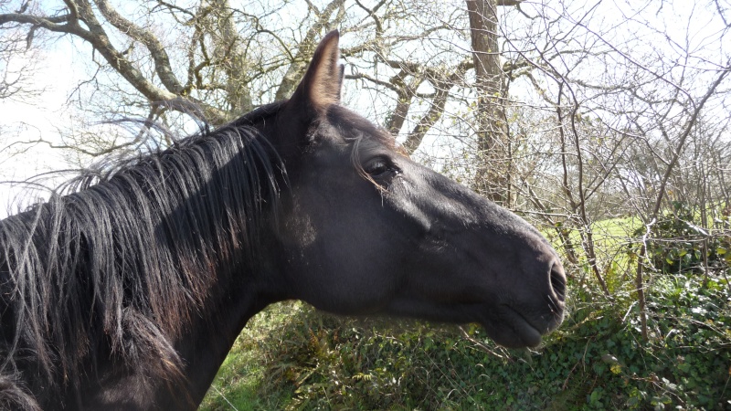 QUAROLINETTE - TF née en 2004 - adoptée en juillet 2016 par Claudine P1080413