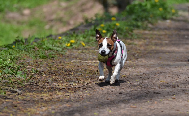 Photographie d'animaux - conseils pour devenir un pro ! - Page 30 Dsc_0810