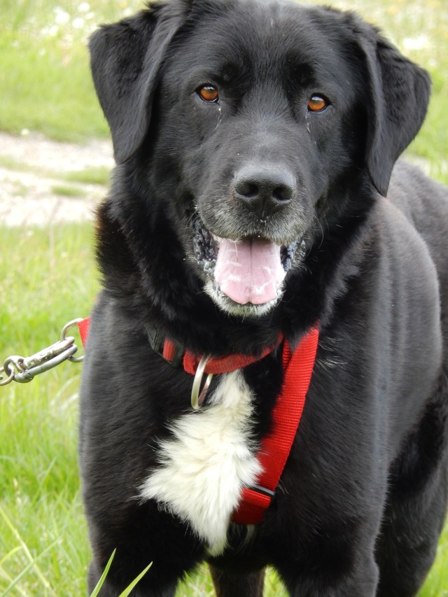 DIABOLO - x labrador 8 ans - Sos Animaux à LE BROC (63) 6_dscn24