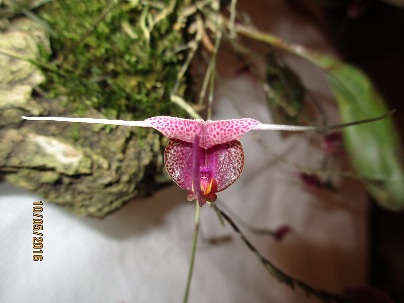 Miniatur-Orchideen Teil 3 - Seite 10 110