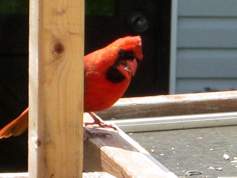 Cardinal rouge Img_6314