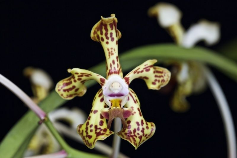 Vanda lamellata x vanda denisoniana Img_0117