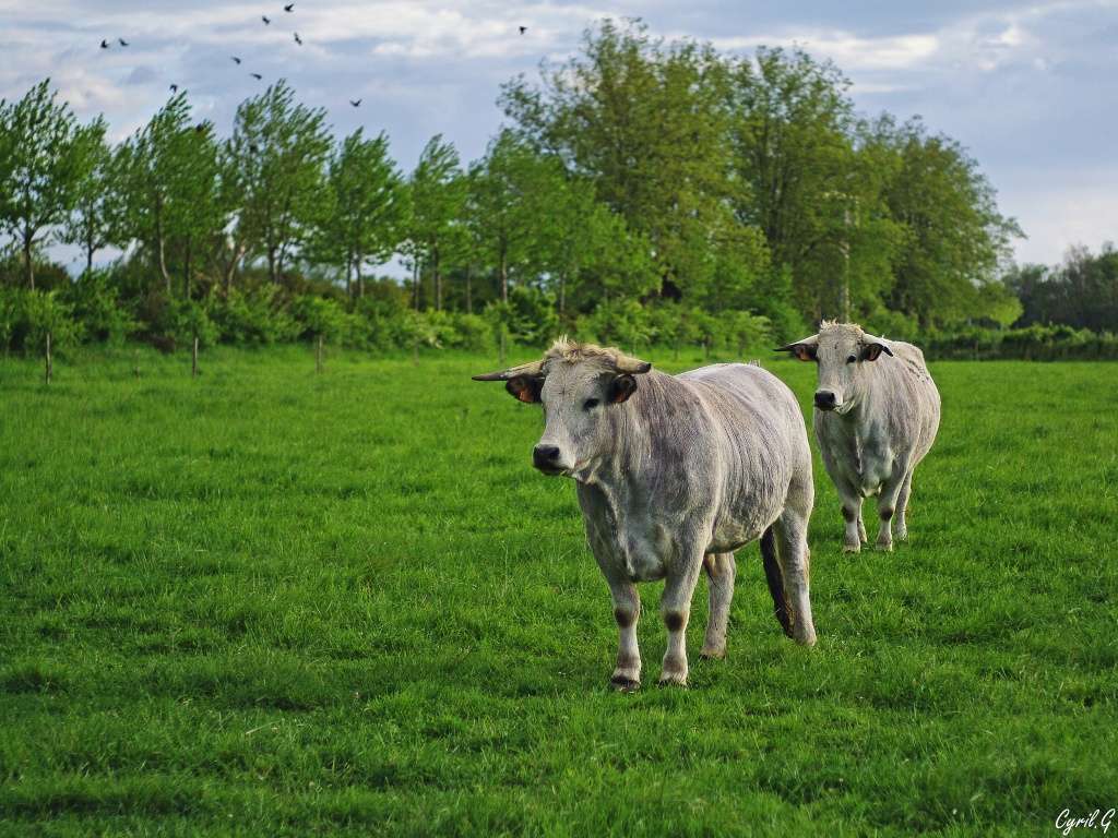Les vaches Imgp4115