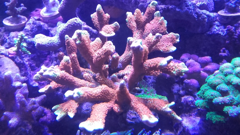 vos plus vieux coraux 20160312