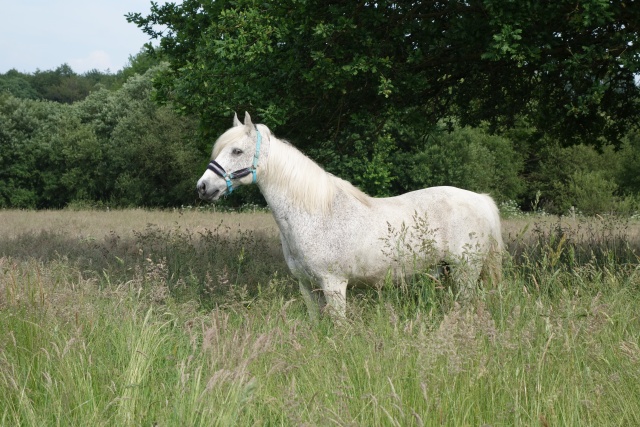 LEVIS - Connemara PP né en 1999 - adopté en décembre 2016 par Marie-B Dsc02013