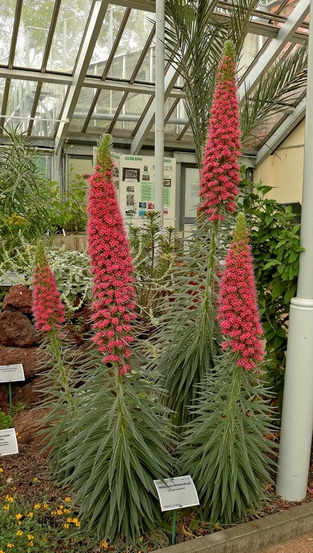 Echium wildpretii - Seite 5 Echium13