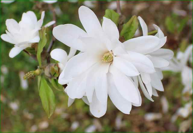 Magnolia Stellata ! 28032018