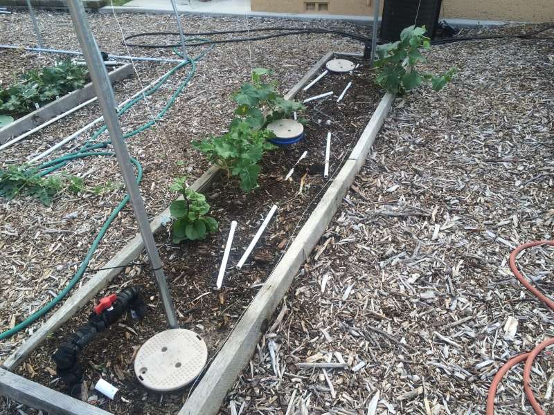 stringing bell peppers, egg plant, and tomatoes Cantel11