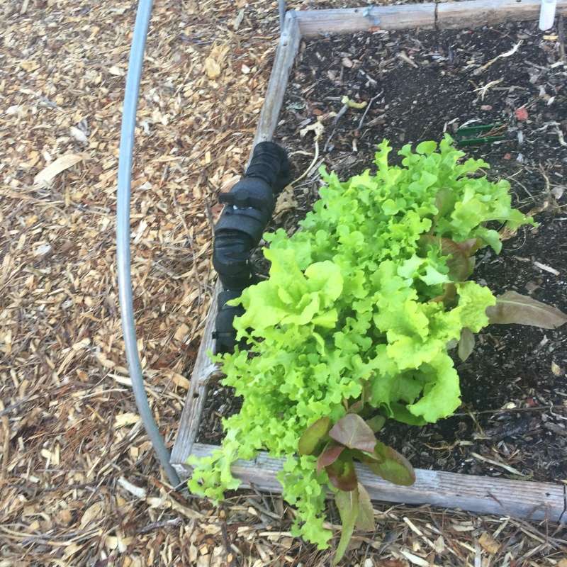 Has55's Garden Photos, vertical growing with string Img_3714