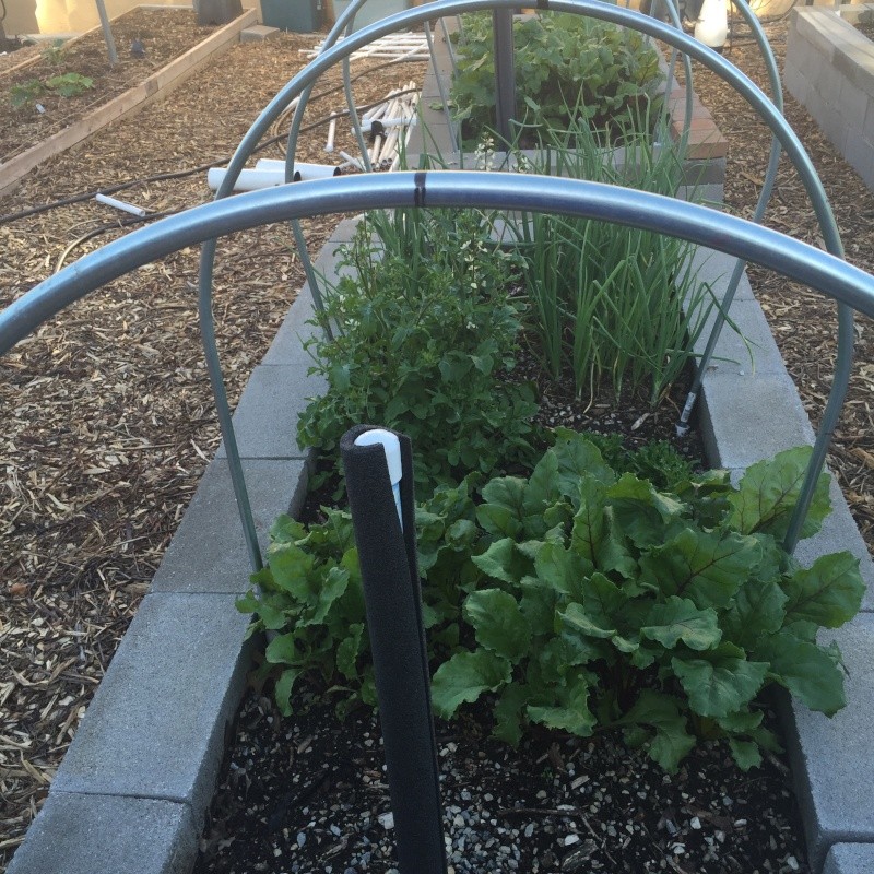Has55's Garden Photos, vertical growing with string Img_3715