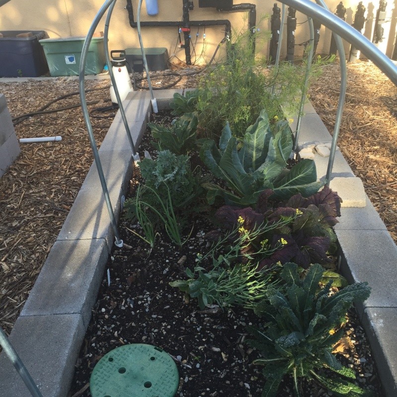 Has55's Garden Photos, vertical growing with string Img_3717