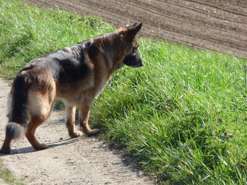 EDJY ma German sheperd^^ - Page 40 Fofill10