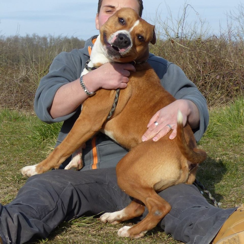 TYRON, mâle American Staff sans pédigré, à adopter (SUISSE)  11108810