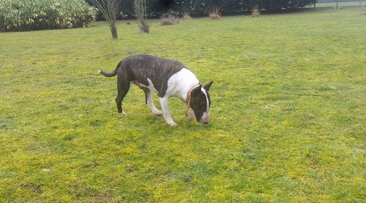 IPSO, mâle bull terrier, bringé et blanc 12821410