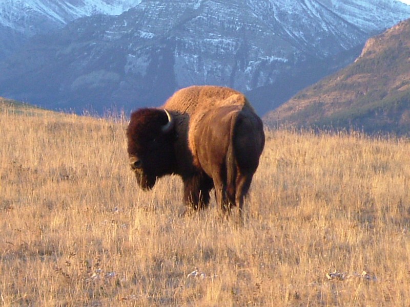 Le bison et l'oiseau fable Bison_10