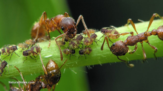 HOW TO GET RID OF SUGAR ANTS NATURALLY: 2 HOMEMADE BAIT RECIPES Ants-a10
