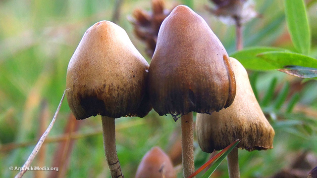 MAGIC MUSHROOMS FOUND TO BE POWERFUL MEDICINE THAT CURES DEPRESSION WITH A SINGLE TREATMENT… NO WONDER THEY'RE KEPT ILLEGAL BY THE GOVERNMENT! Psiloc10