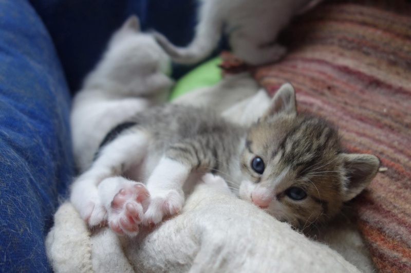 Monaco, mâle type européen blanc et tabby né 03/03/2016 12914710