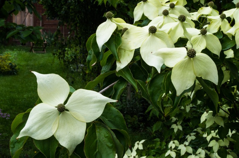 Cornus kousa chinensis Cornus10