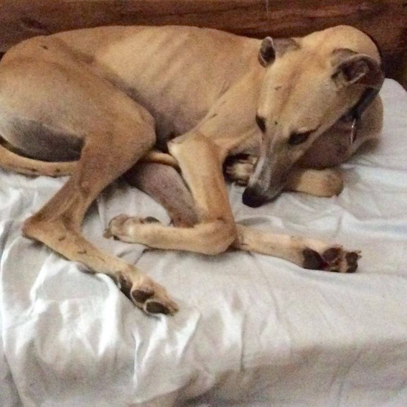 Miette ,petite galga devenue princesse Juliette - Page 2 Aa_mie11