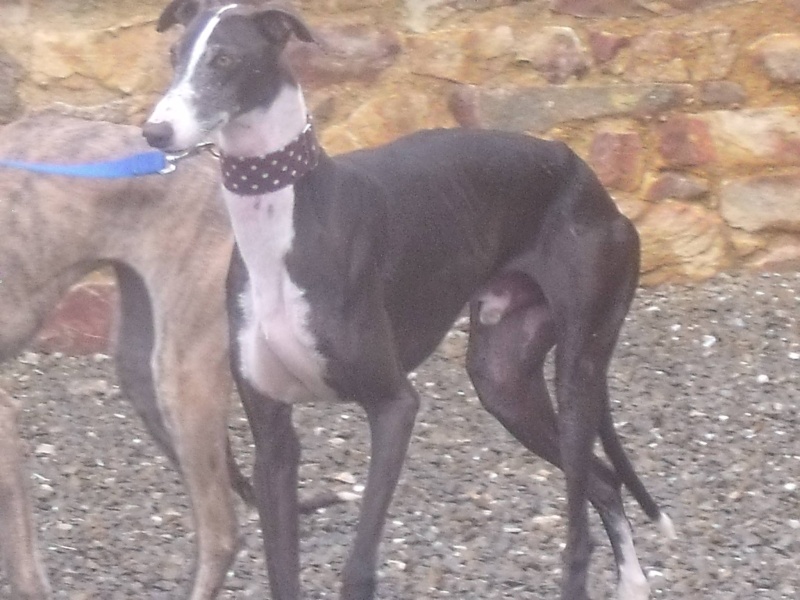 Buleria, galgo noir et blanc, 3 ans/ Adopté Aabule10