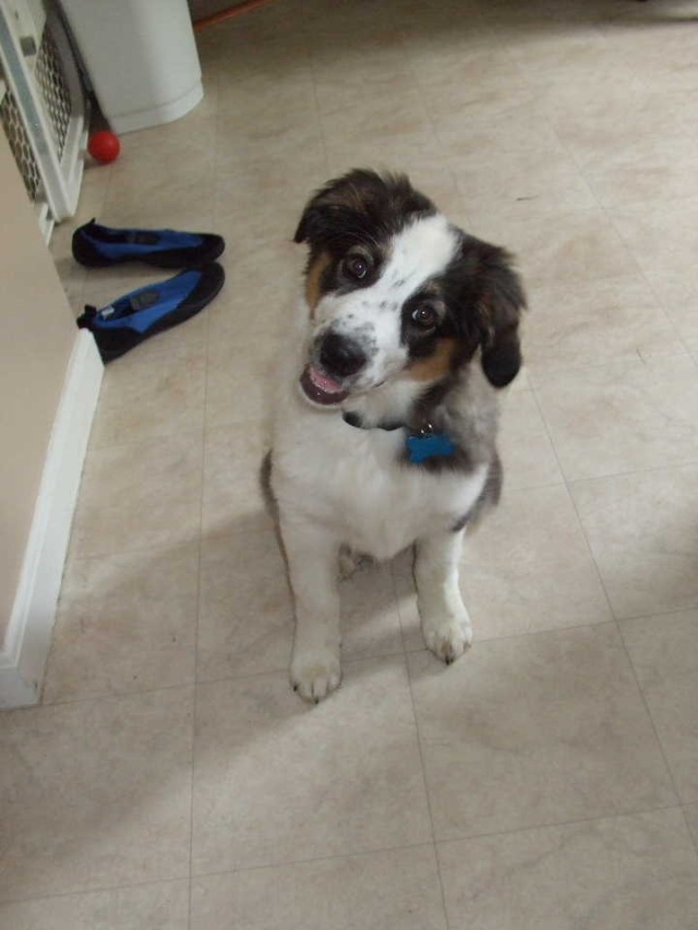 Baylin the Australian Shepherd update June 2016 07262010