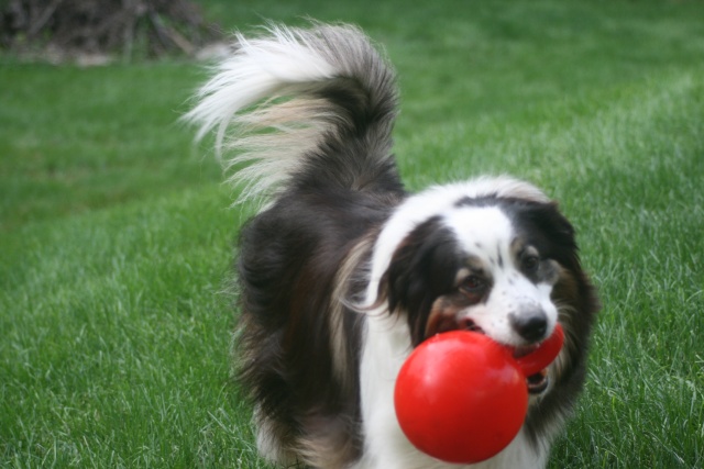 Baylin the Australian Shepherd update June 2016 Img_7410