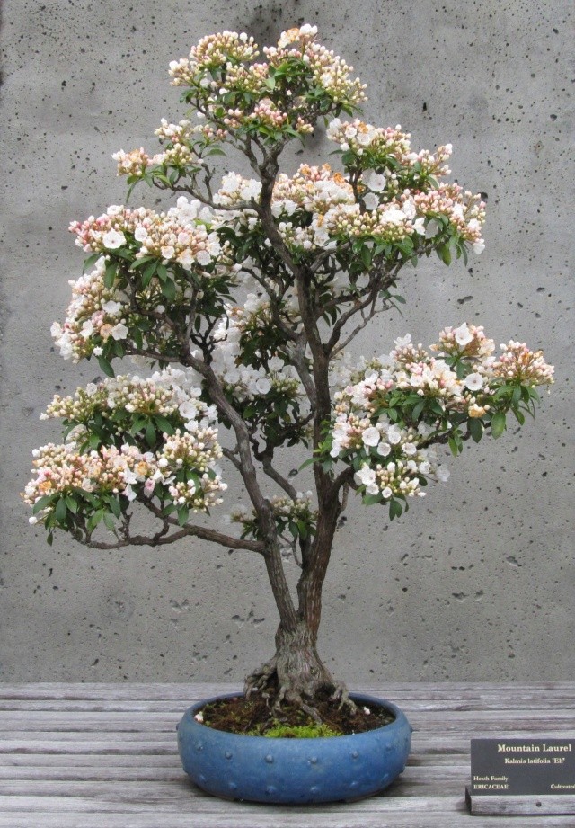 American Bonsai at the NC Arboretum Page 8