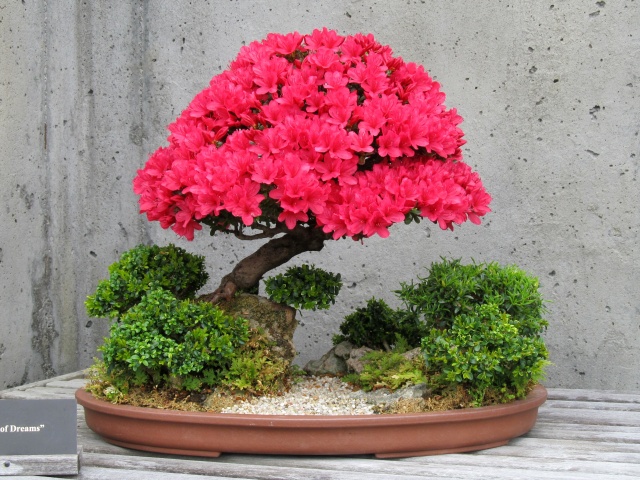 American Bonsai at the NC Arboretum - Page 8 Img_0012