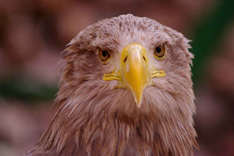 |fil ouvert ] Volerie des aigles - Page 4 Imgp1812