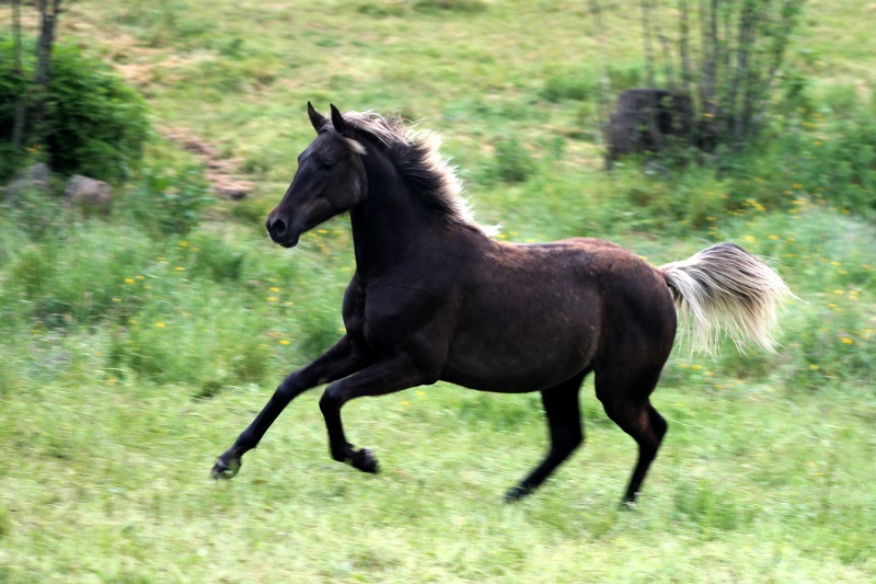 2015: Fantaisie de chaumont DSA silver black news !  Img_5611