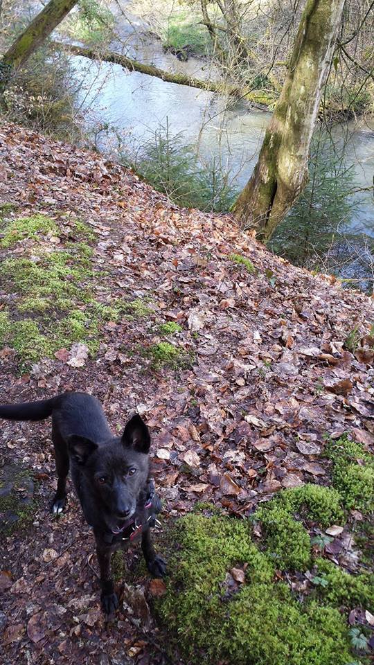 YASKA (ex ELECTRA), femelle croisée, petite taille (Pascani)-En pension chez Lucian - adoptée par Tiffany (Belgique) - Page 5 12957111