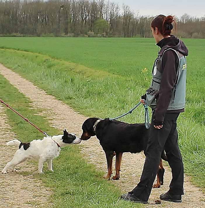 Chipie, beauceronne LOF née en 2007  1010