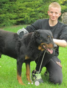 Berlingot beauceron mâle né en decembre 2006. En sauvetage SPA Captur17