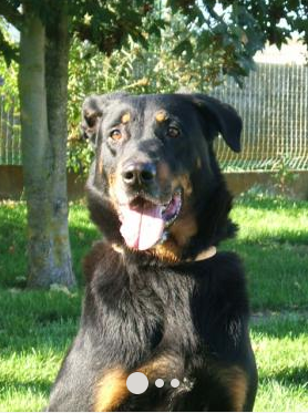 Berlingot beauceron mâle né en decembre 2006. En sauvetage SPA Captur18