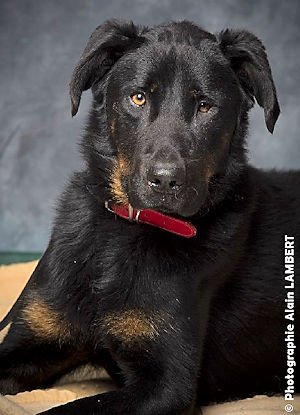 Zeus beauceron mâle né en 2015 Zeus2a10