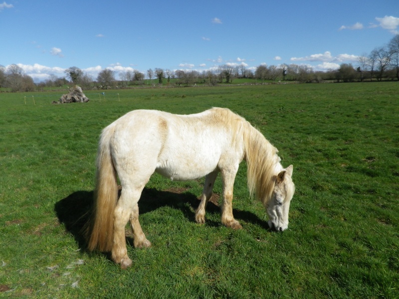 Dépt 84 TEXANE ONC Poney 26 ans réservée par Yoan (2014)Partie * - Page 6 Imgp2416